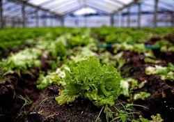 Adana Uluslararası Tarım ve Sera Bahçe Fuarı Açıldı